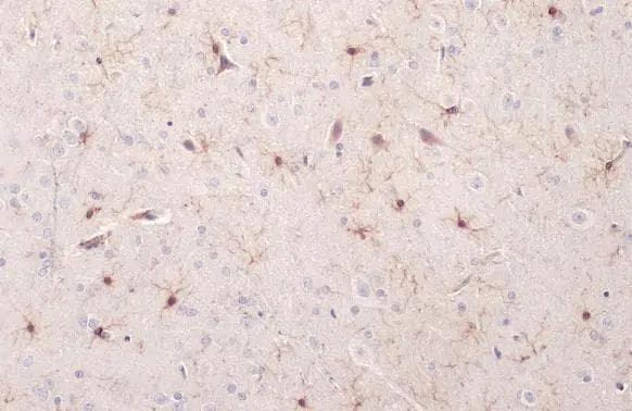 AIF-1/Iba1 Antibody