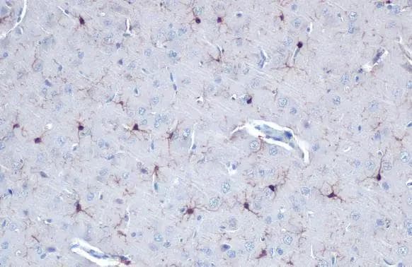 AIF-1/Iba1 Antibody