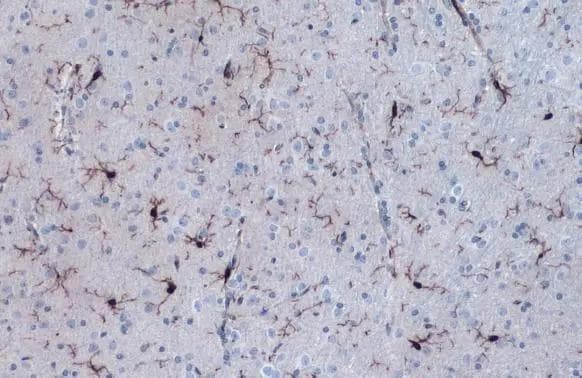 AIF-1/Iba1 Antibody