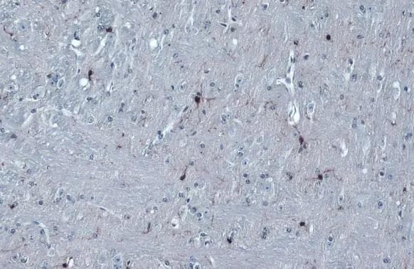 AIF-1/Iba1 Antibody