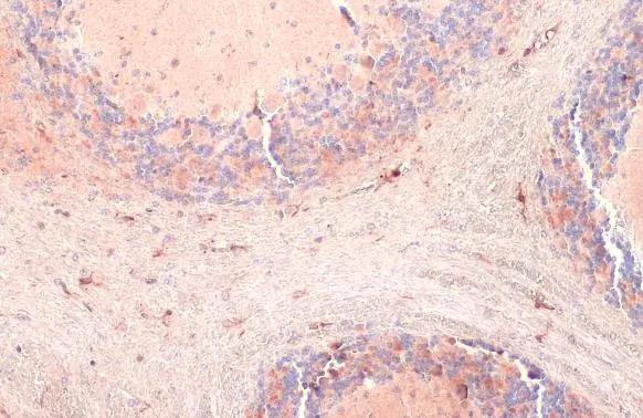 AIF-1/Iba1 Antibody