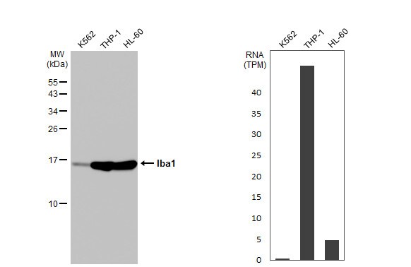 AIF-1/Iba1 Antibody