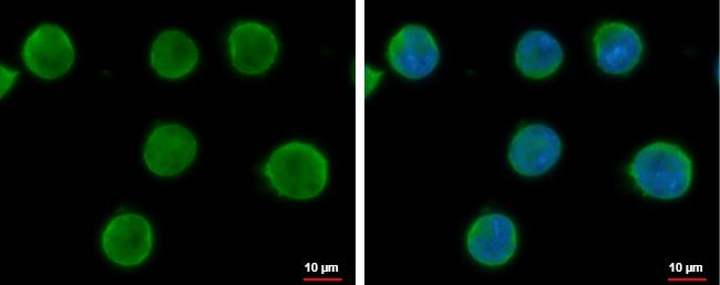 ICAM-2/CD102 Antibody
