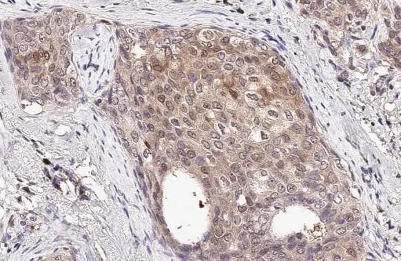 ICAM-2/CD102 Antibody
