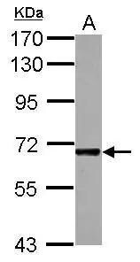 ICAM-2/CD102 Antibody