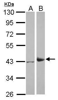 IDH3A Antibody