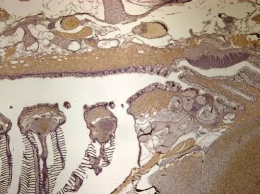 IDH3A Antibody