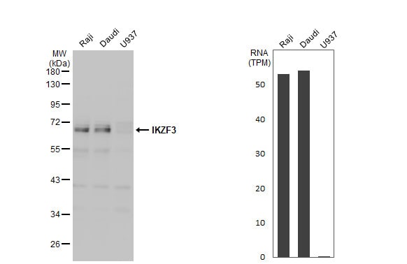 Aiolos/IKZF3 Antibody