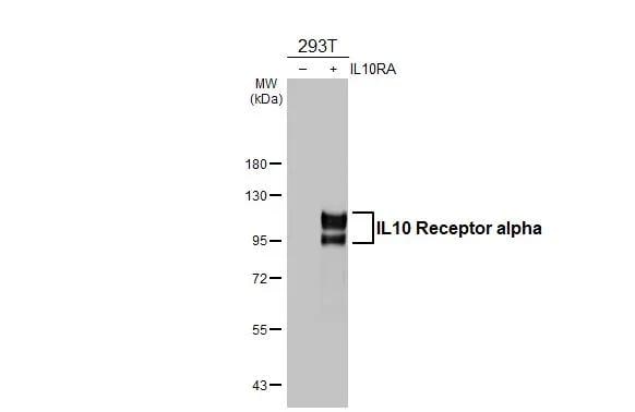 IL-10R alpha Antibody - BSA Free