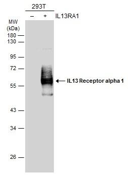 IL-13R alpha 1 Antibody - BSA Free