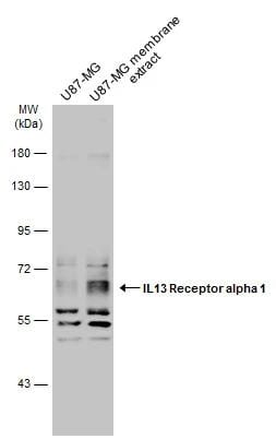 IL-13R alpha 1 Antibody - BSA Free