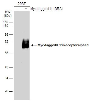 IL-13R alpha 1 Antibody