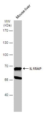 IL-1 RAcP/IL-1 R3 Antibody