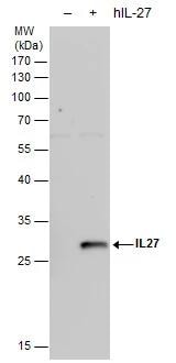 IL-27 Antibody - BSA Free