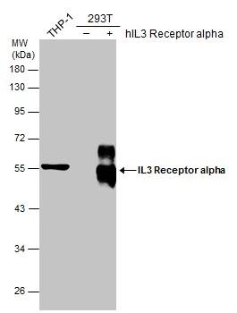 IL-3R alpha/CD123 Antibody - BSA Free
