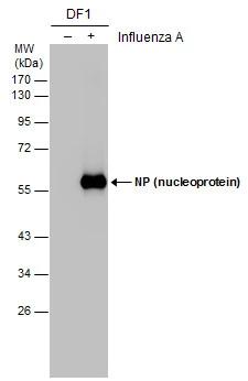 Influenza A H1N1 Nucleoprotein Antibody - (A/WSN/1933) - BSA Free