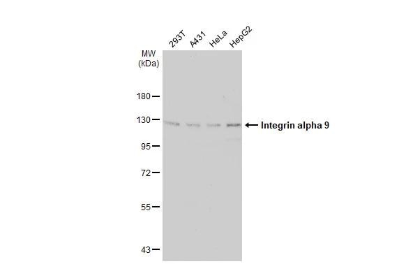 Integrin alpha 9 Antibody