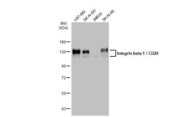 Integrin beta 1/CD29 Antibody - BSA Free