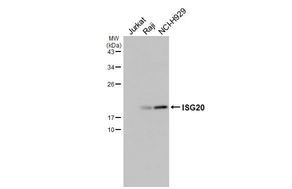 ISG20 Antibody - Azide Free