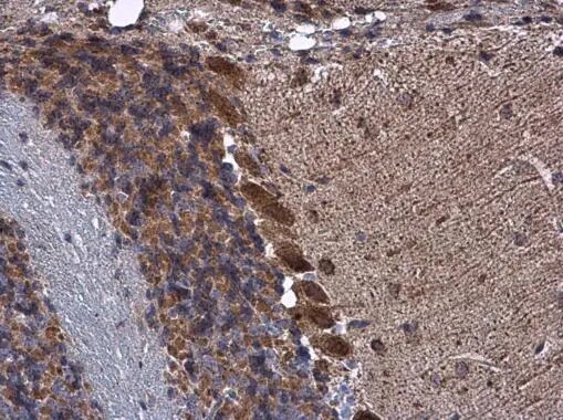 KBTBD3 Antibody
