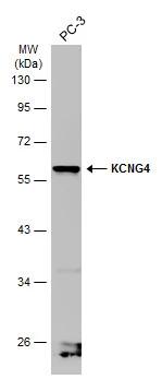 Kv6.4 Antibody - BSA Free