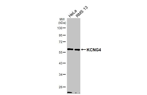 Kv6.4 Antibody - BSA Free