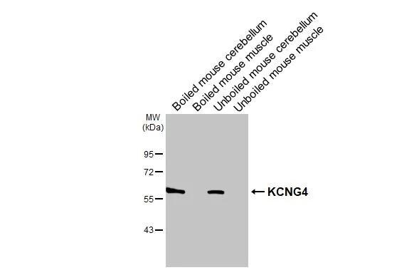 Kv6.4 Antibody - BSA Free
