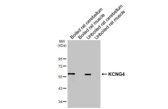 Kv6.4 Antibody - BSA Free