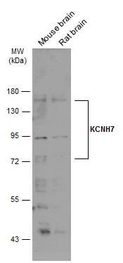 Kv11.3 Antibody