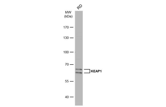 Keap1 Antibody