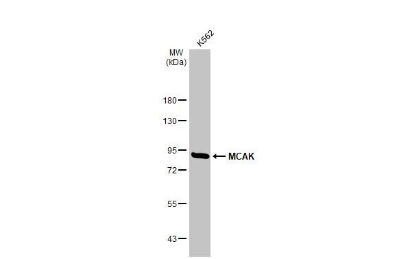 KIF2C Antibody