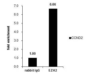 EZH2/KMT6 Antibody - BSA Free