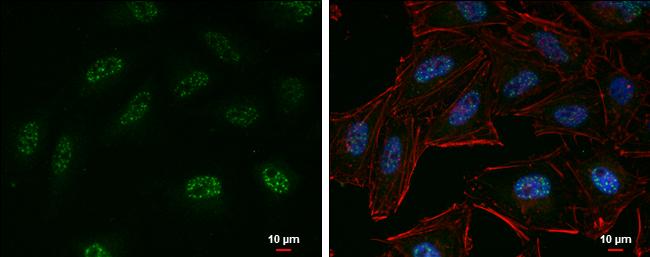 EZH2/KMT6 Antibody - BSA Free