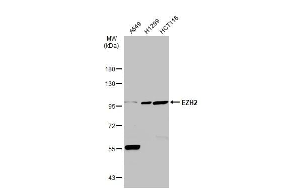EZH2/KMT6 Antibody - BSA Free