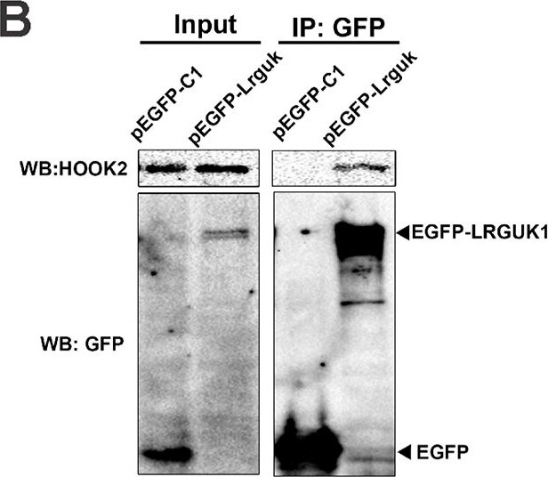 LRGUK Antibody