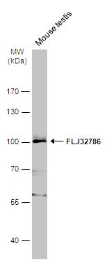 LRGUK Antibody - BSA Free