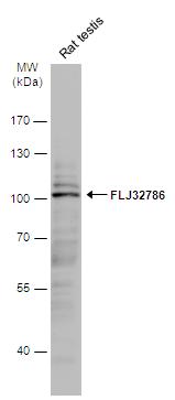 LRGUK Antibody - BSA Free