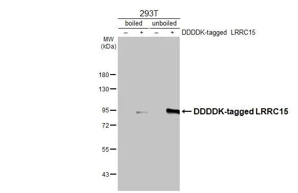 LRRC15 Antibody