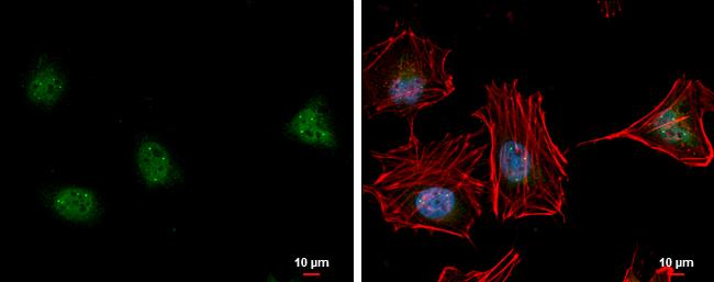 LSM11 Antibody