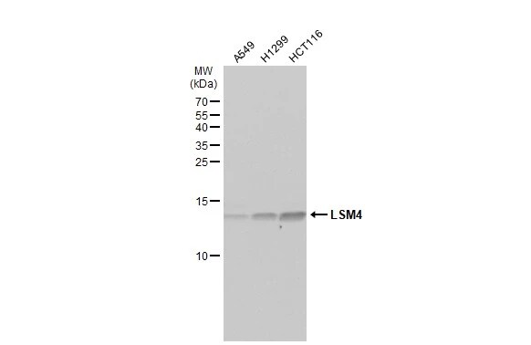 LSM4 Antibody