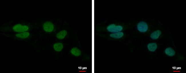 LUZP4 Antibody