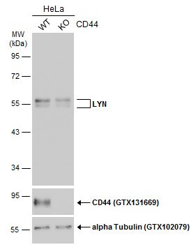Lyn Antibody
