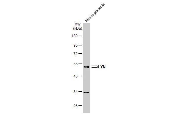 Lyn Antibody