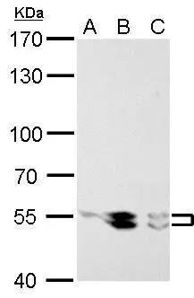 Lyn Antibody