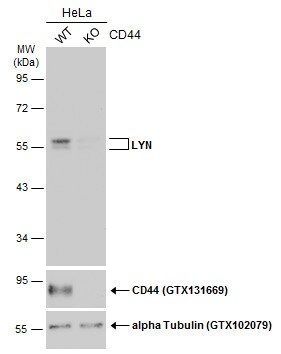 Lyn Antibody