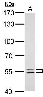 Lyn Antibody
