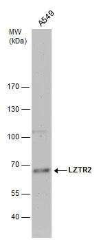 LZTR2 Antibody - BSA Free