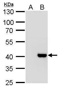 Macro H2A.2 Antibody