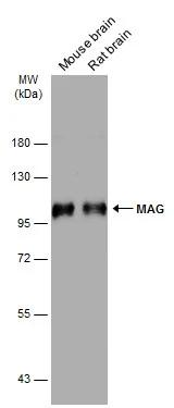 MAG/Siglec-4a Antibody - BSA Free