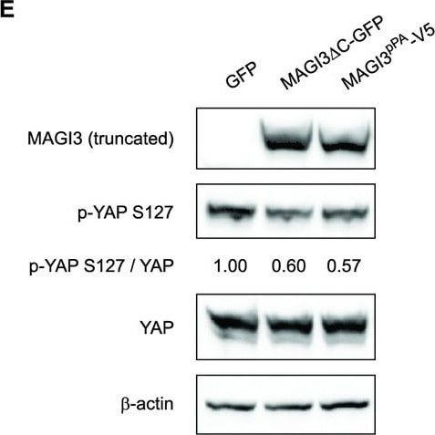 MAGI3 Antibody